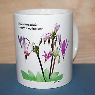 mug DS-088 Dodecatheon 6635.jpg